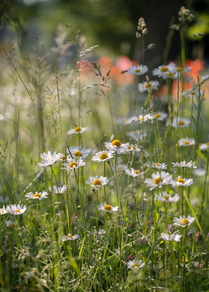 Spring meadow,white flower