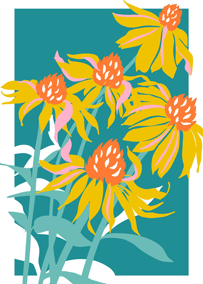 Bold Flower Echinacea