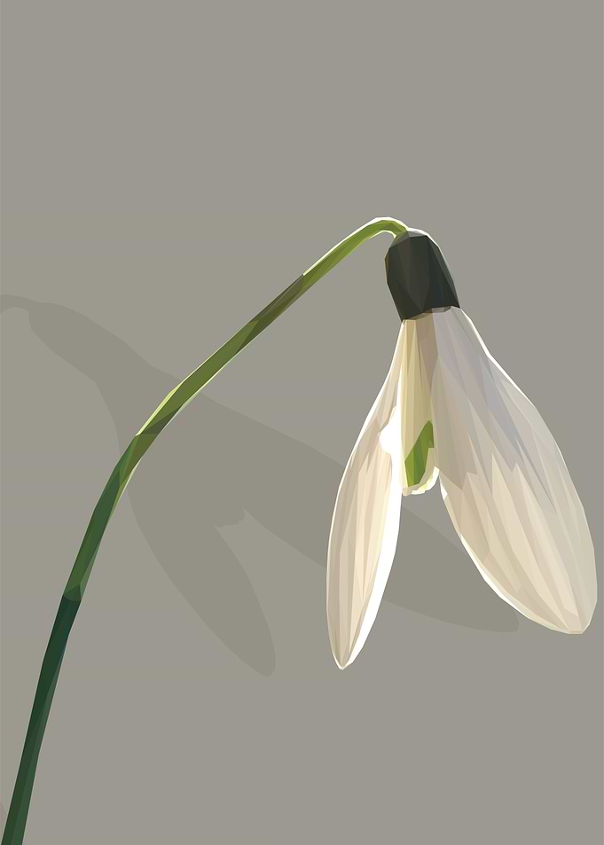 Low Poly Snowdrop