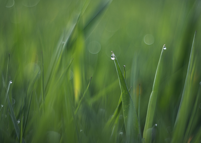 Grass with waterdrops