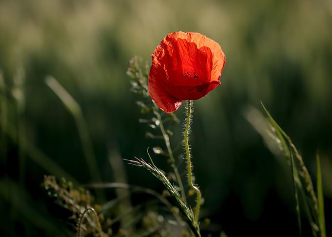 Red poppy in sunlight