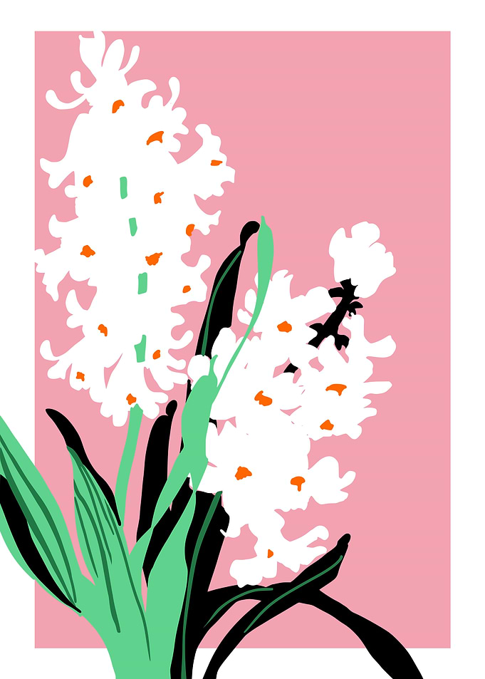 Bold Flower Hyacinth