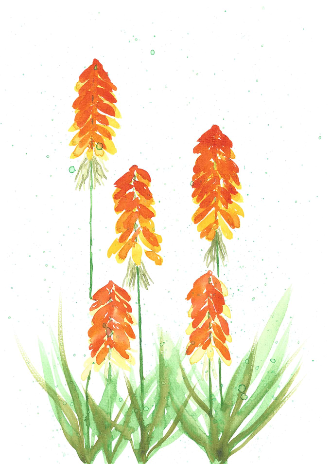 The orange ladies