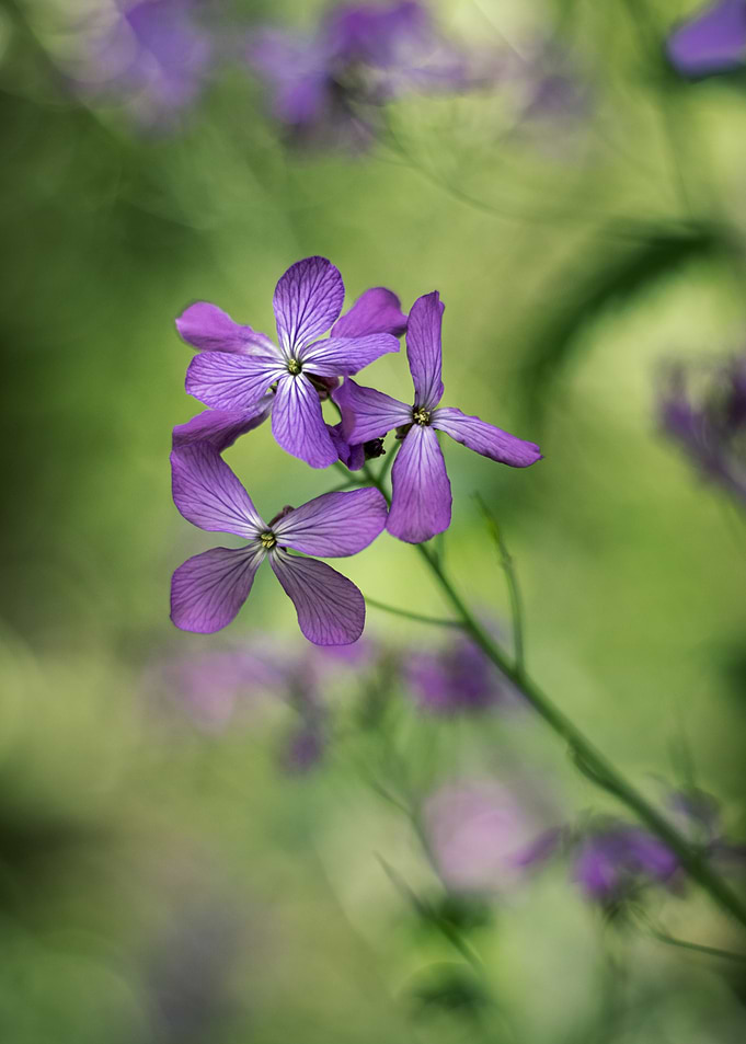 Flower in the forest