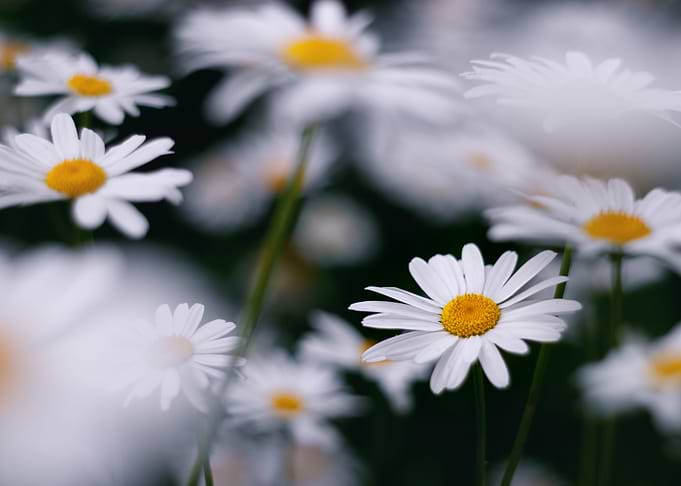 Marguerite
