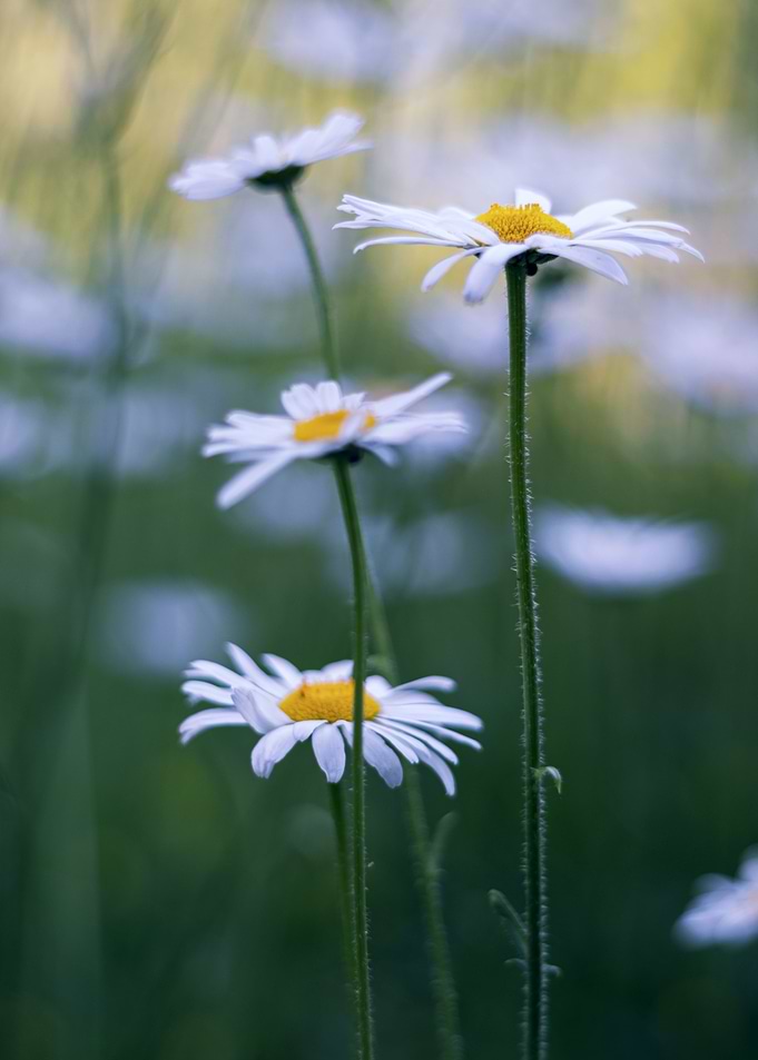 Marguerites flowers
