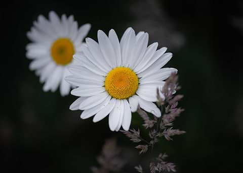 Hello Daisy