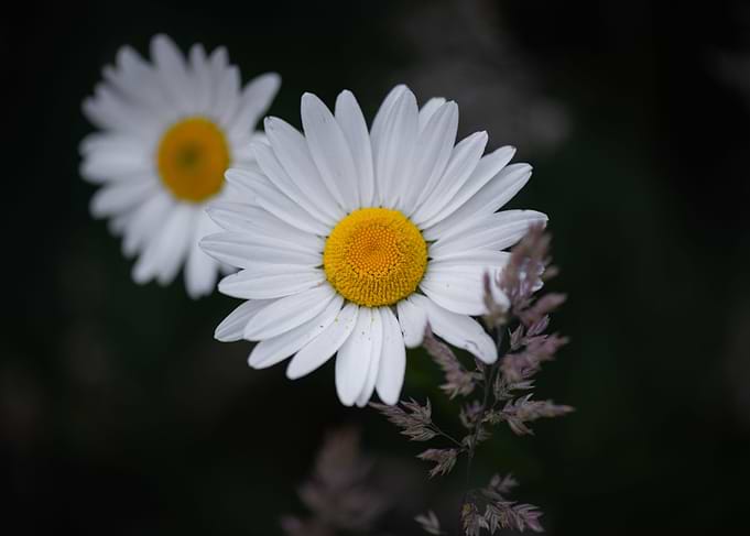 Hello Daisy