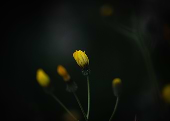 Yellow new life