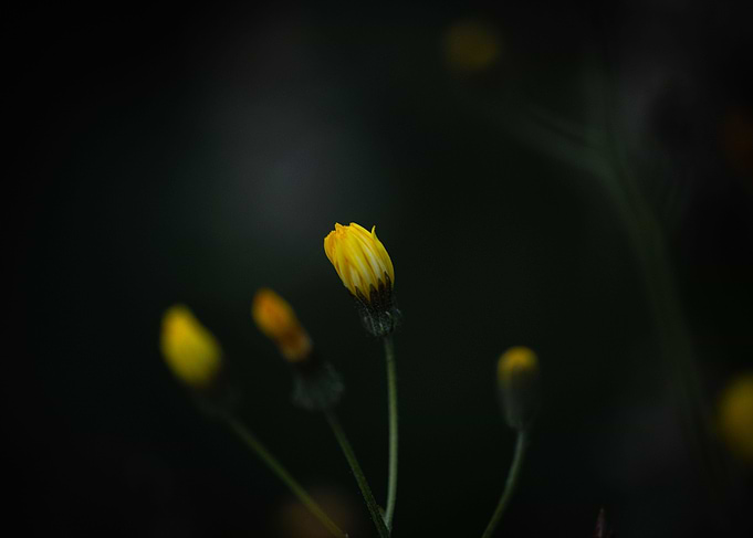 Yellow new life
