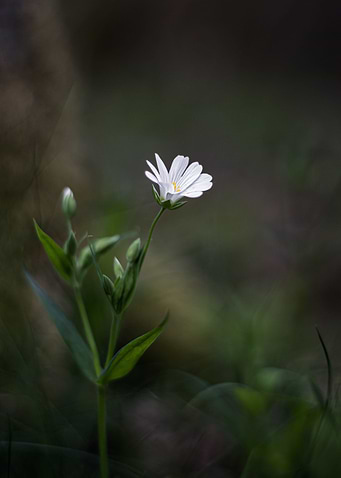 Little white flower