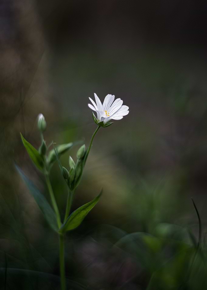 Little white flower