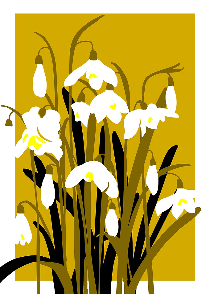 Bold Flower Snowdrop