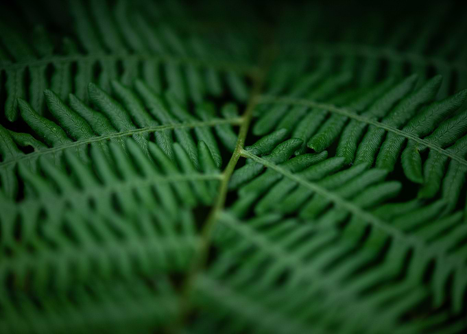 Fresh greens