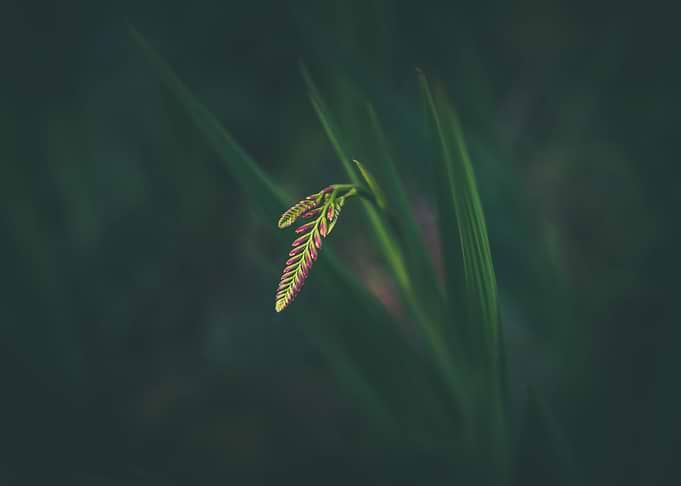 Little pieces of earth