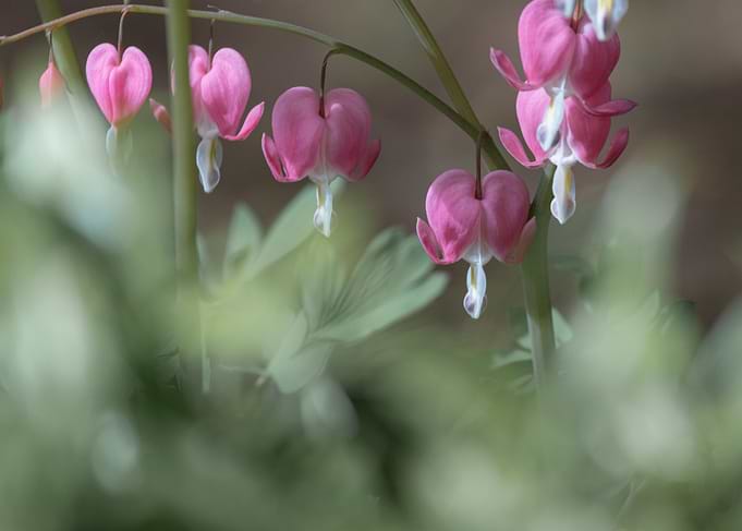 Blooming Bleeding Hearts