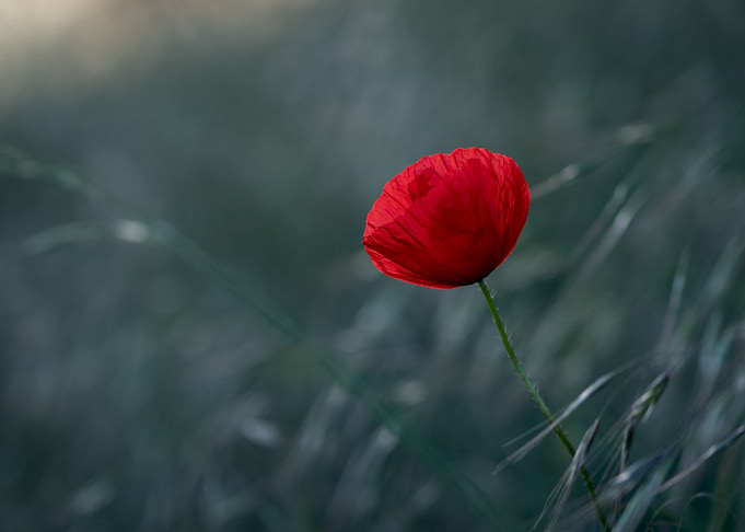 Red Poppy