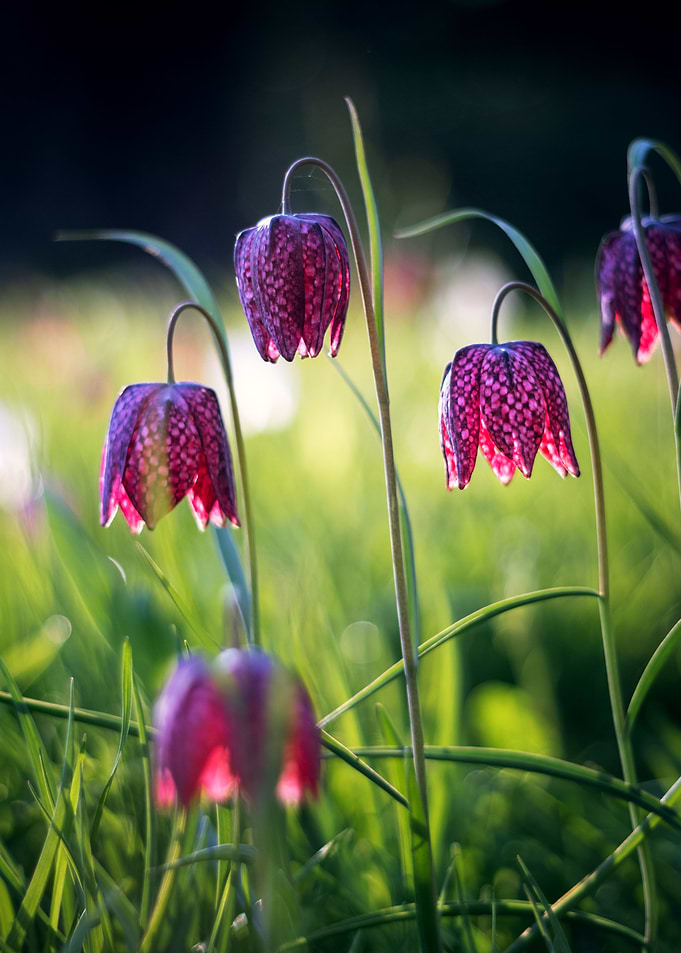 Checkered Lily