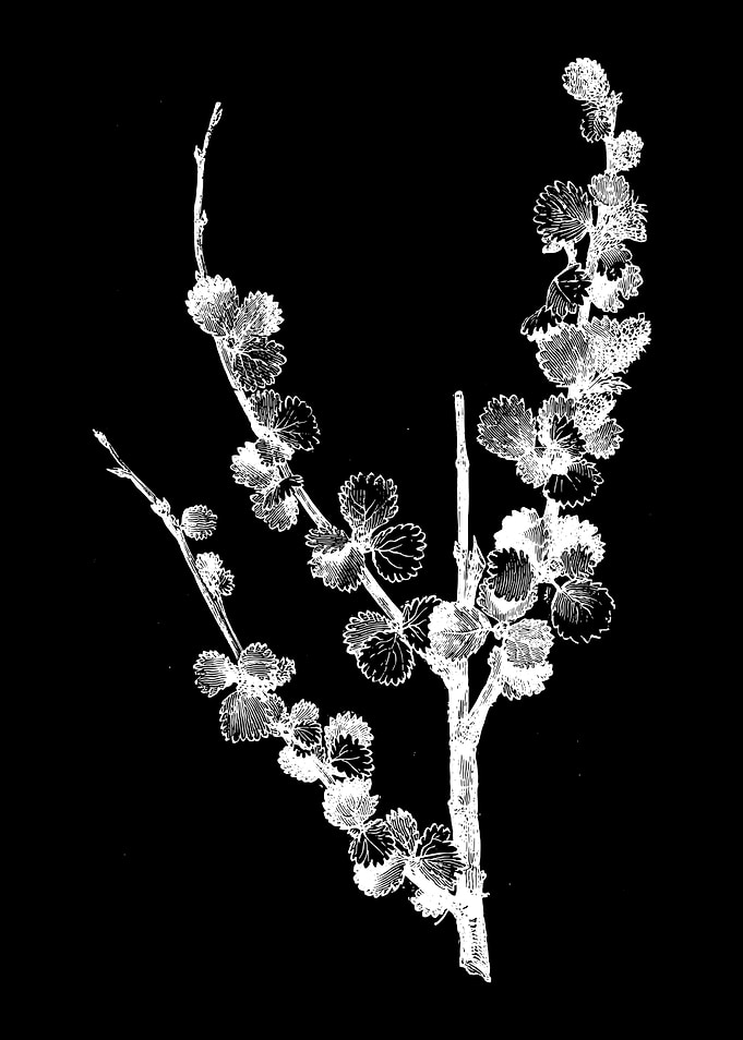 Dwarf Birch II