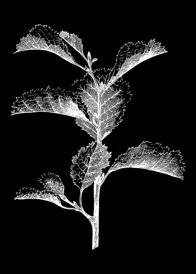 Cut Leaved Alder II