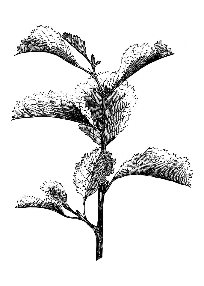 Cut Leaved Alder