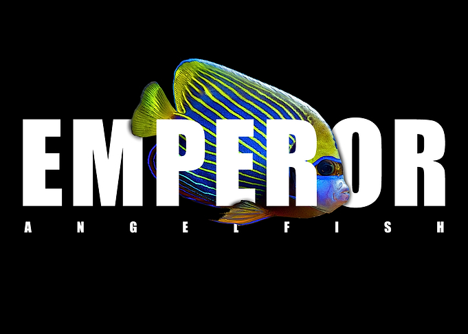 Emperor Angelfish Owner