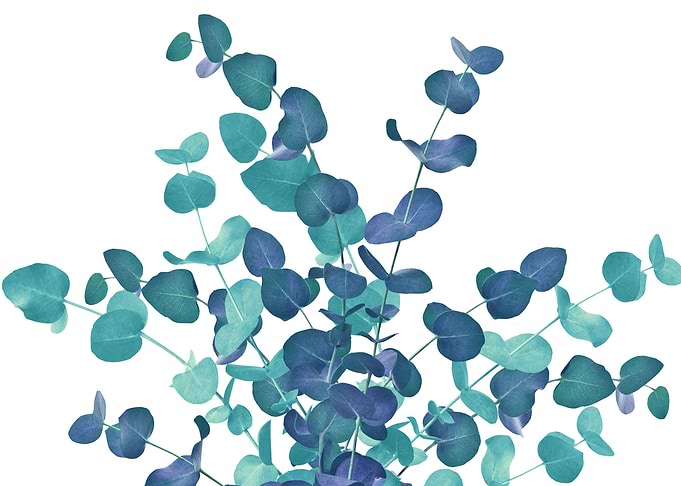 Eucalyptus Bouquet Dream 3