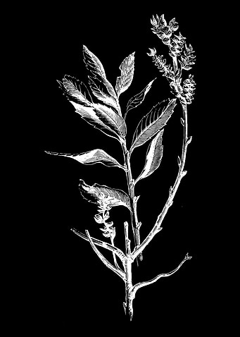Dutch Myrtle II