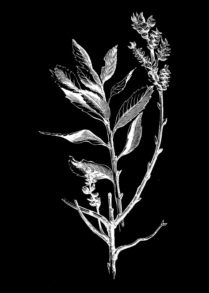 Dutch Myrtle II