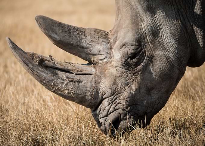 Rhino Wildlife Africa