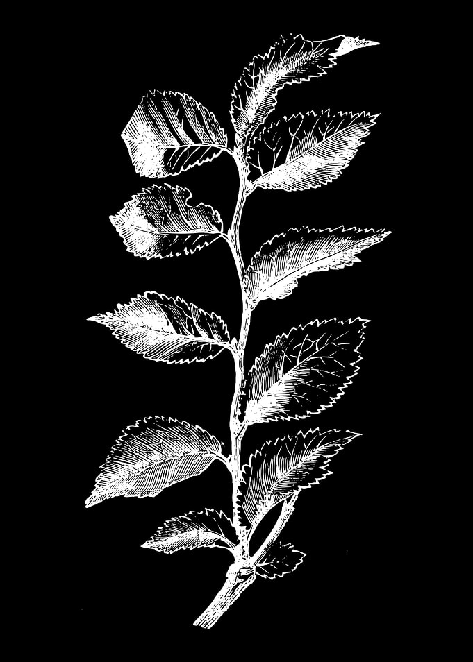 Cornish Elm II