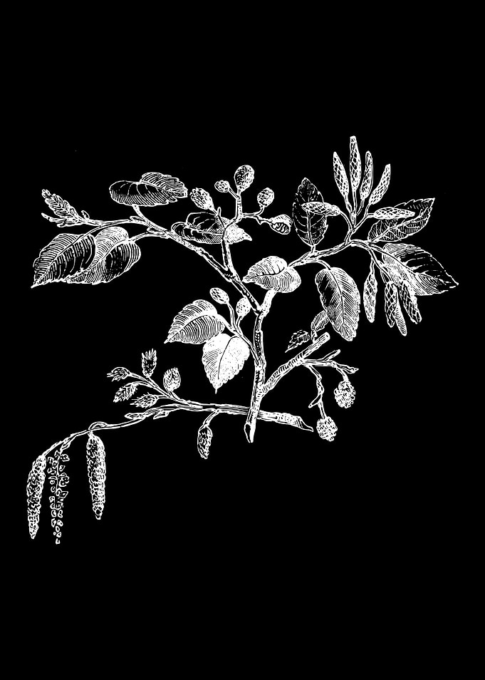 Alder Leaf and Flower II