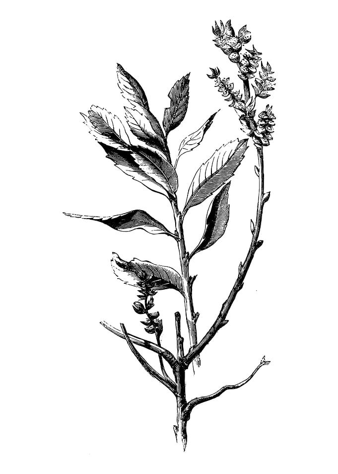 Dutch Myrtle