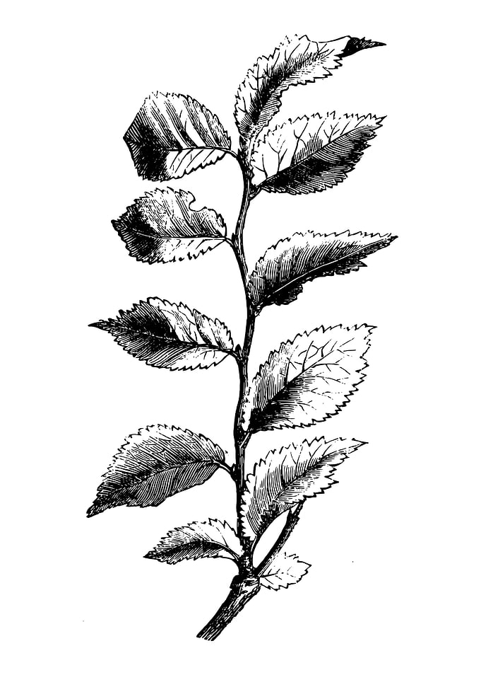 Cornish Elm