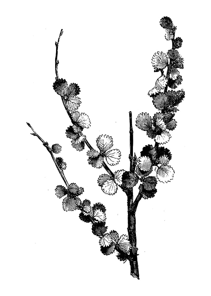 Dwarf Birch