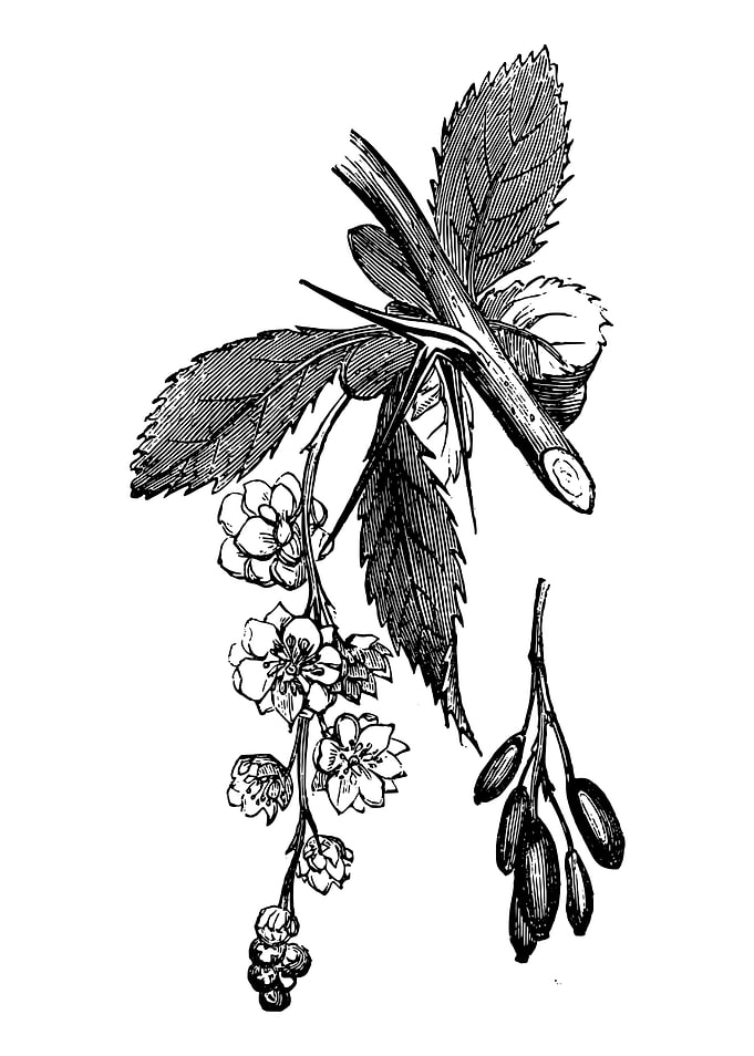 Barberry Foliage