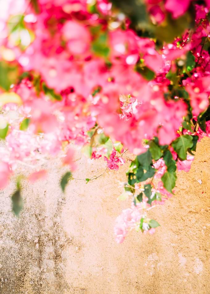 Pink Flowers Canopy