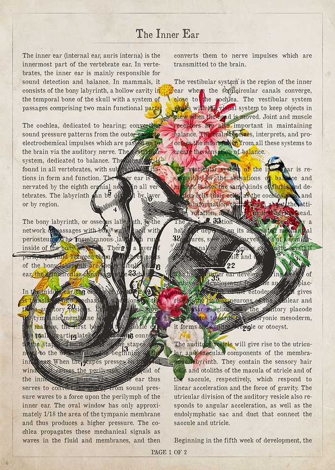 Inner Ear Flower Anatomy