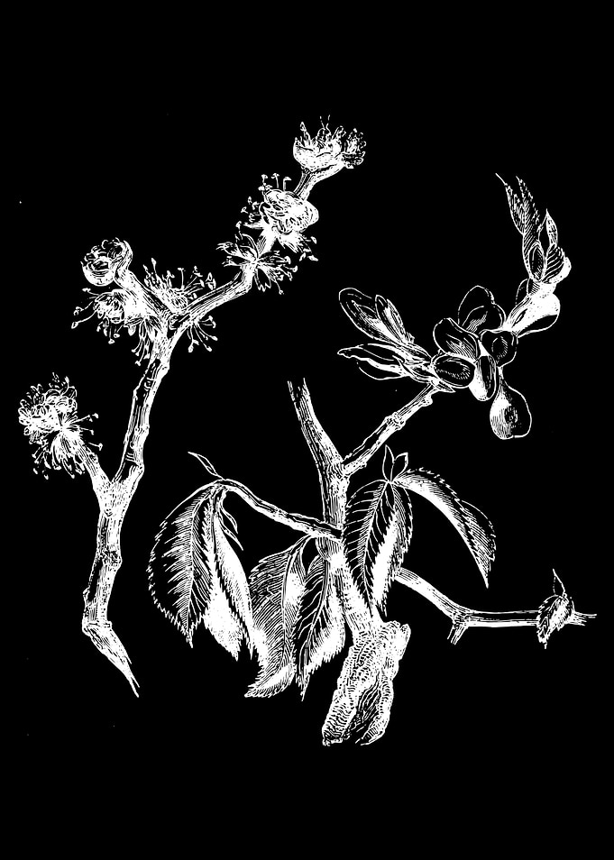 Wych Elm II