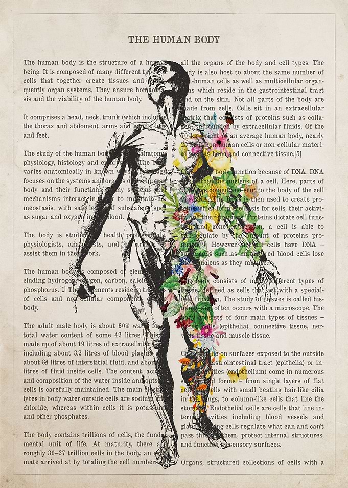 Human Body Anatomy