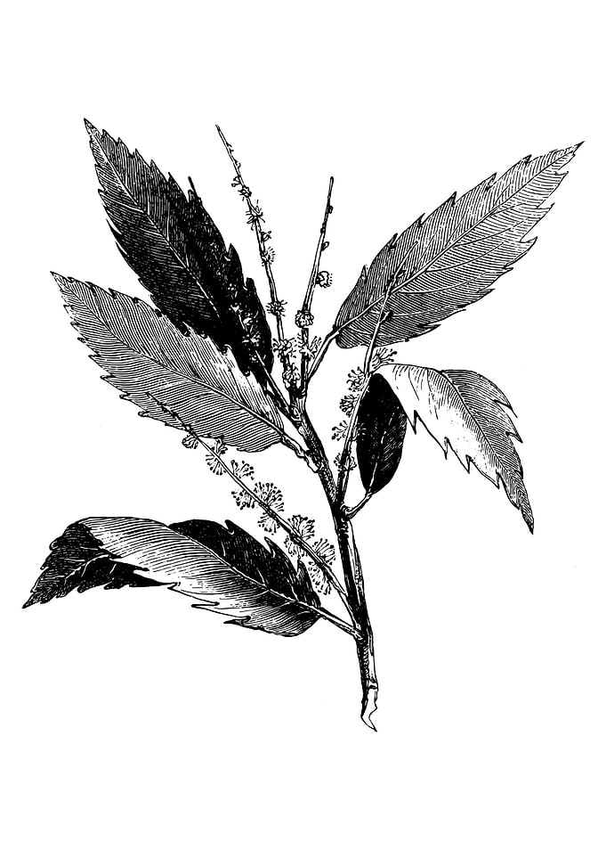 Chestnut Foliage
