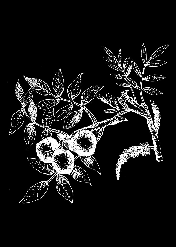 Walnut Foliage II