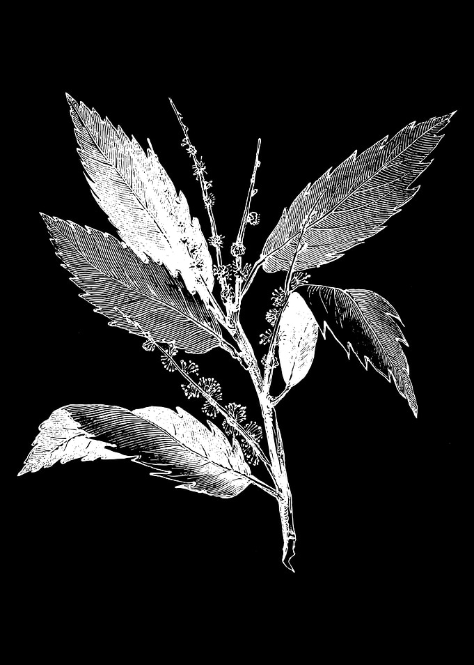 Chestnut Foliage