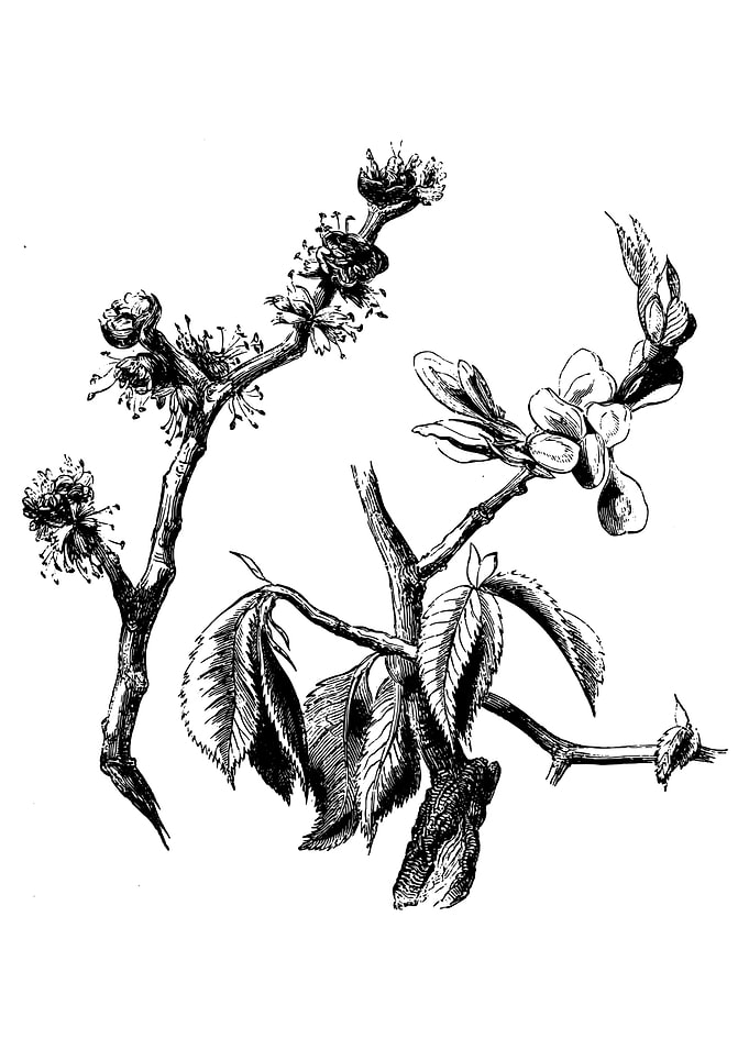 Wych Elm Foliage