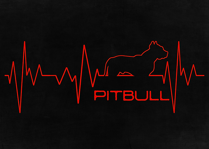 Pitbull Heartbeat