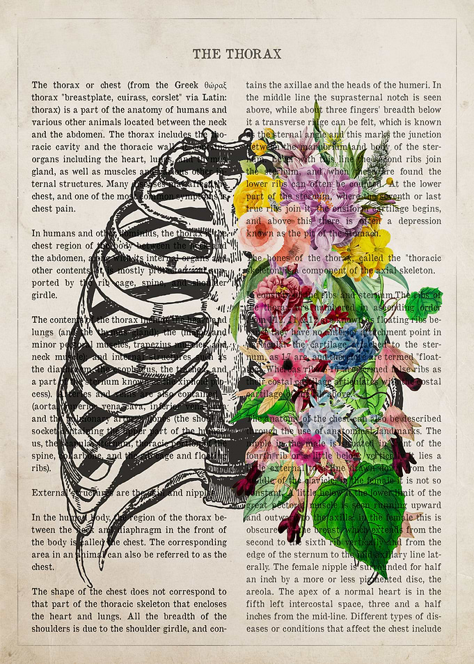 Thorax Flower Anatomy