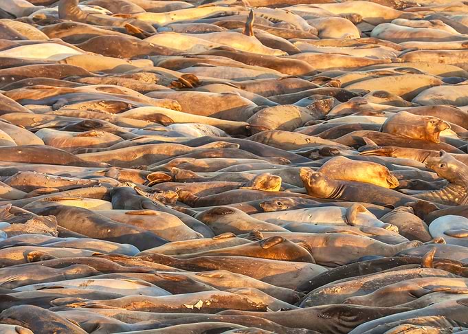 Sleeping Seals