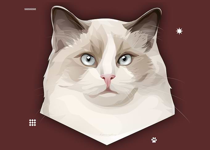 Ragdoll cat