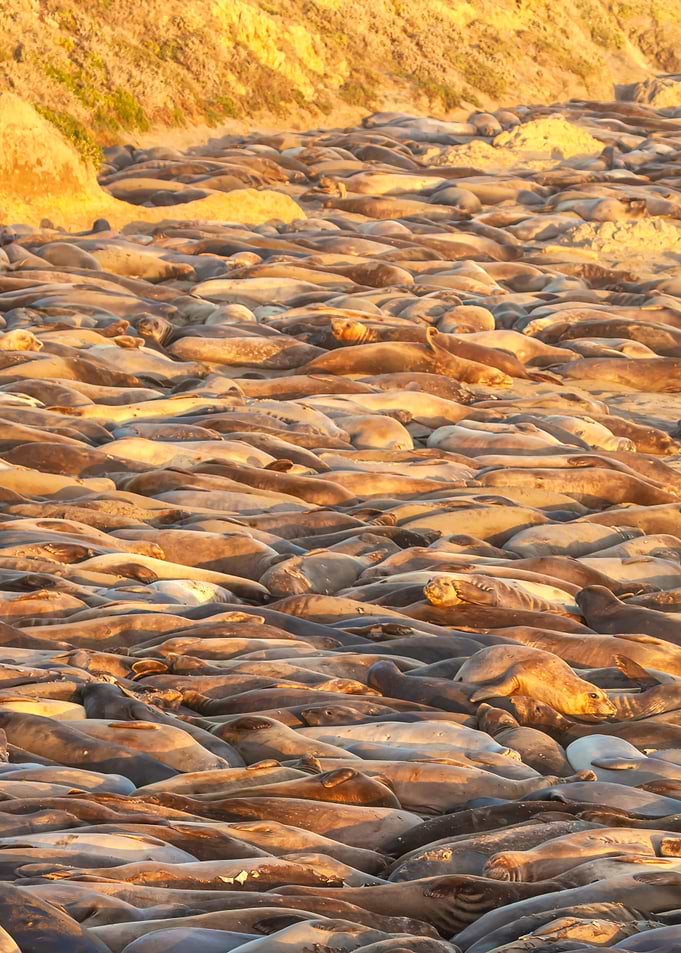 Sleeping Seals 3