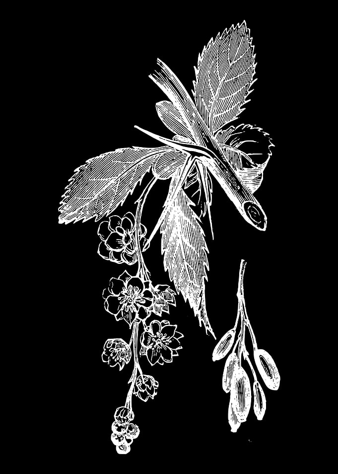 Barberry Foliage II